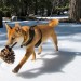 iko pinecone thumbnail