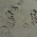 footprints + pawprints thumbnail