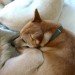 uni + iko sleep thumbnail