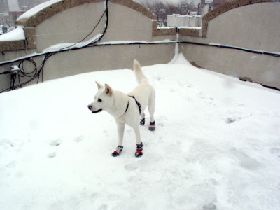 snow mandoo