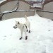 snow mandoo thumbnail