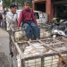 Jaipur Boy thumbnail
