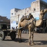 Camel in Jodphur
