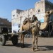 Camel in Jodphur thumbnail