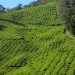 Tea Hills of Munnar thumbnail