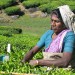Tea Hills of Munnar thumbnail