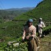 Tea Hills of Munnar thumbnail