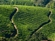 Tea Hills of Munnar