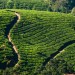 Tea Hills of Munnar thumbnail
