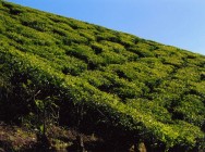 Tea Hills of Munnar