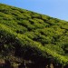 Tea Hills of Munnar thumbnail