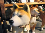 Shibas