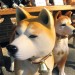 Shibas thumbnail