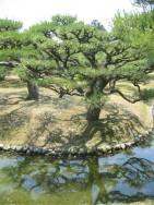 Reflection