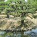 Reflection thumbnail