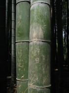 Bamboo