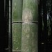 Bamboo thumbnail