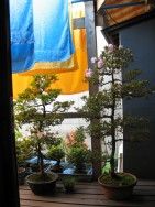 Bonsai