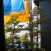 Bonsai thumbnail