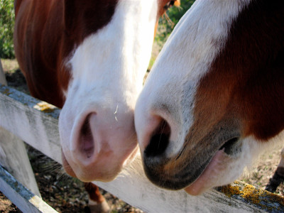 horse eskimo kiss
