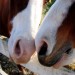 horse eskimo kiss thumbnail
