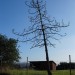 aromas tree thumbnail