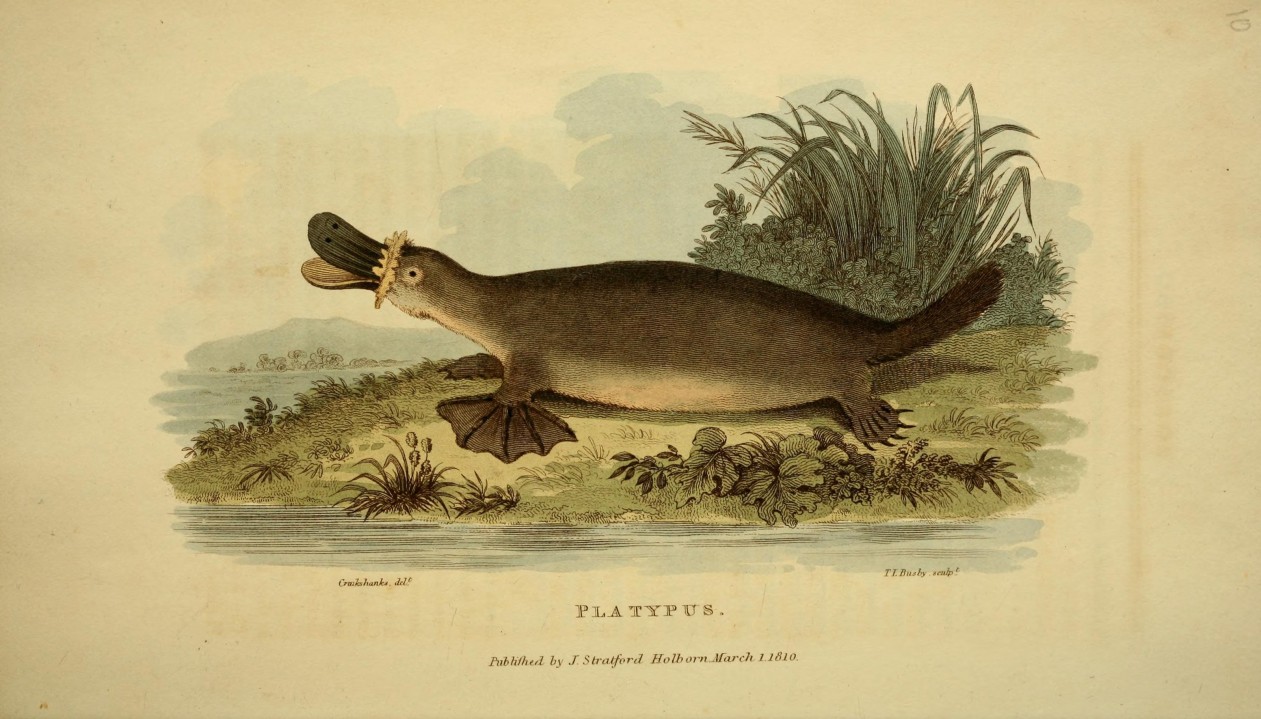 platypus
