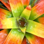 Maui Flora