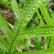 Maui Flora