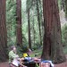 Samuel P. Taylor Park: One of the best hiker/biker sites in the Bay Area.  thumbnail