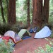 Samuel P. Taylor Park thumbnail