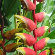 Borneo