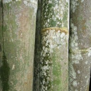 Borneo