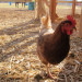 Johnson Family Ranch thumbnail