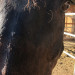 Johnson Family Ranch thumbnail