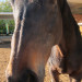 Johnson Family Ranch thumbnail