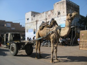 Camel in Jodphur