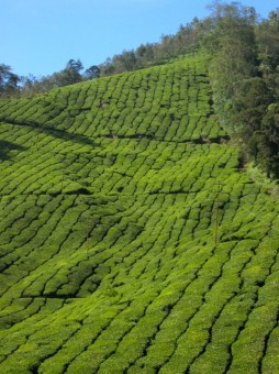 Tea Hills of Munnar
