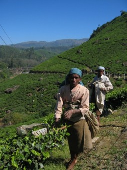 Tea Hills of Munnar