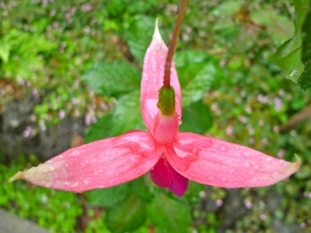 Maui Flora