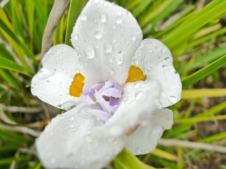 Maui Flora