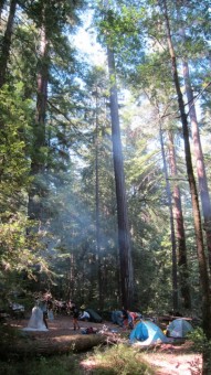 Portola Redwoods