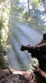 Portola Redwoods