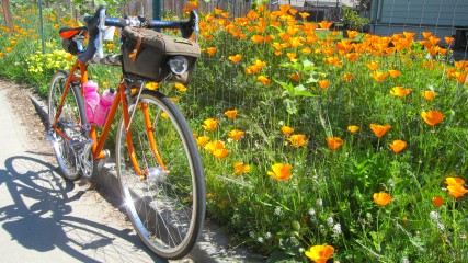 My Bike Loves These Poppies!