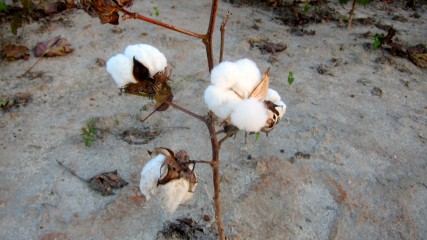 Cotton Pickin'