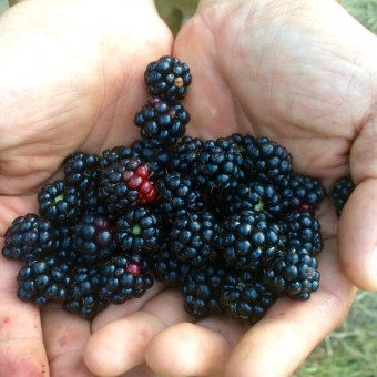 blackberries - 19