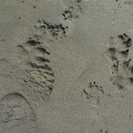 footprints + pawprints