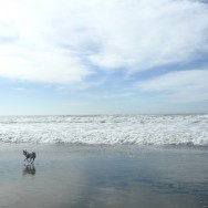 uni @ fort funston