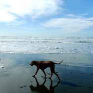 playtime @ fort funston