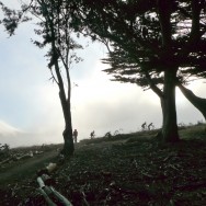 dfL mclaren park